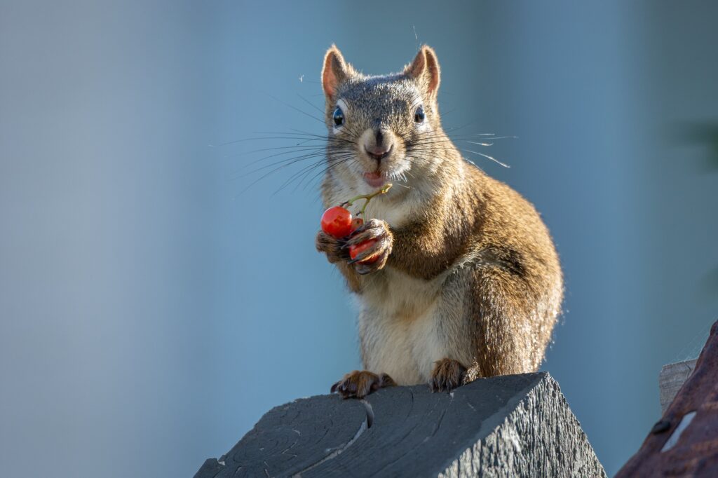 The Importance of Cleaning Gutters Before Winter - Keep Winter Pests Away from Your Home